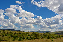 Savanna habitat with scattered clouds, Samburu, Kenya,October 2013.
