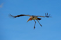 Marabou stork (Leptoptilos crumeniferus) in flight, Samburu, Kenya, October.