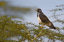 Augur buzzard (buteo augur) perched on Acacia, Masai Mara, Kenya, October.