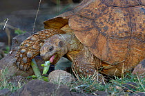 Leopard tortoise (Stigmochelys pardalis) feeding, Bogoria, Kenya, October.