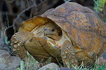 Leopard tortoise (Stigmochelys pardalis) with head pulled back into shell, Bogoria, Kenya, October.