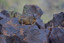 Rock hyrax (Procavia capensis) on a rock, Baringo, Kenya, October.