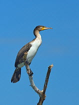 White breasted cormorant (Phalacrocorax lucidus) perched on a branch, Baringo Lake, Kenya, October.