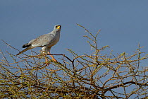 Eastern chanting goshawk (Melierax poliopterus) perched on top of tree, Kenya, October.