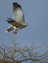 Eastern chanting goshawk (Melierax poliopterus) in flight, Kenya, October.