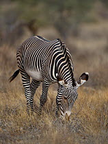 Grevy's zebra (Equus grevyi) grazing, Samburu, Kenya, October, Endangered species.