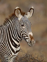 Grevy's zebra (Equus grevyi) portrait, Samburu, Kenya, October, Endangered species.