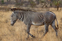 Grevy's zebra (Equus grevyi) walking, Samburu, Kenya, October, Endangered species.