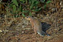 Unstriped ground squirrel (xerus rutilus) on ground, Masai Mara, Kenya, October.