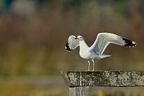 Yellow legged gull (Larus michahellis) with stretched wings on piece of wood, Breton Marsh, France, December.