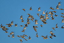 Grey plover (Pluvialis squatarola) flock in flight, Bourgneuf Bay, France, January.