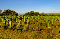 Sisal (Agave sisalana) cultivation, Kenya, October 2013.