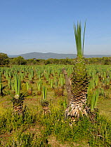 Sisal (Agave sisalana) cultivation, Kenya, October 2013.
