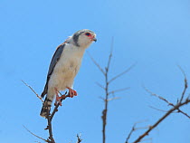 African pygmy falcon (Poliherax semitorquatus) perched on a branch, Samburu, Kenya, October.