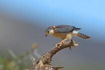 African pygmy falcon (Polihierax semitorquatus) perched on branch, Samburu, Kenya, October.