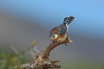 African pygmy falcon (Polihierax semitorquatus) crouched on branch, Samburu, Kenya, October.