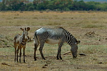 Grevy's zebra (equus grevyi) mother grazing with foal, Samburu, Kenya, October, Endangered species.