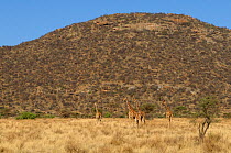 Four Reticulated giraffes (Giraffa camelopardis reticulata) in grassland, Samburu,Kenya, October 2013.
