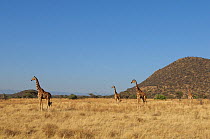 Four Reticulated giraffes (Giraffa camelopardis reticulata) in grassland, Samburu,Kenya, October.