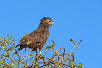 Brown snake eagle (Circaetus cinereus) perched at top of tree, Samburu, Kenya, October.