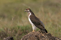 Augur buzzard (Buteo augur) alert standing on mound of soil, Masai Mara, Kenya, October.