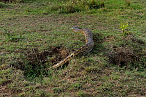 African rock python (Python sebae) going into hole, Masai Mara, Kenya, October.