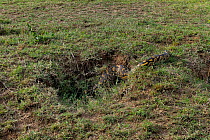 African rock python (Python sebae) going into hole, Masai Mara, Kenya, October.
