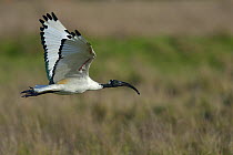 African sacred ibis (Threskiornis aethiopicus) in flight, Breton Marsh, France, December.