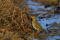 Water pipit (Anthus spinoletta) at waters edge, Breton Marsh, France, December.