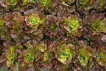 'Batavia' Lettuce, growing in Chassagnette Organic Garden, Arles, Camargue, France. October.