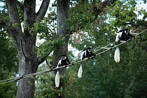 Mantled guereza (Colobus guereza) group of three on rope bridge, captive at Monkey Valley, Poitou, France.