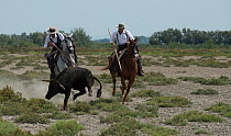 Acoso y derribo, a Spanish and Camargue form of bullfighting where riders attack a bull with lances and try to bring it to the ground.  Camargue, France, July 2013.