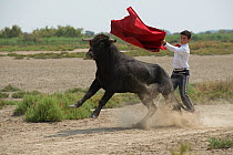 Man bullfighting with spanish bull, Camargue, France, July 2013.