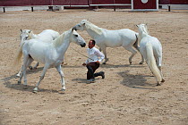 Demonstration with four Camargue horses at dressage show,  Mejanes Horse Fair - Feria Cheval Mejanes, a 1000 year old horse show, Camargue, France, July 2013.