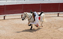 Young woman taking part in equestrian vaulting exhibition - hanging off saddle of Camargue Horses, Mejanes Horse Fair - Feria Cheval Mejanes, a 1000 year old horse show, Mejanes, Camargue, France, Jul...
