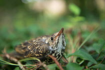 Young Song thrush (Turdus philomelos) injured on the ground, Poitou, France
