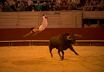 European Bullfighting Championship 2013, man leaping over charging bull, Arenes d'Arles, Camargue, France, September 2013.