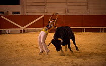 European Bullfighting Championship 2013, man leaping backwards over charging bull, Arenes d'Arles, Camargue, France, September 2013.
