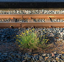 Narrow leaved ragwort (Senecio inaequidens) on train tracks, Poitou, France, December.