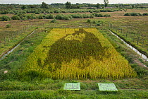 Tambo art in  ricefield ,  artistic creation with different varieties of rice recently developed in Japan, Camargue, France, September 2013.
