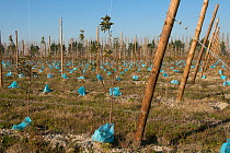 Apple tree orchard with plastic bags to protect them from rodents. Arles, France, December.