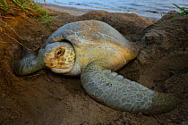 Green sea turtle (Chelonia mydas) digging nest to lay eggs on beach, French Guiana.