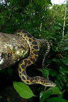 Dark-spotted anaconda (Eunectes descheuenseei) French Guiana.