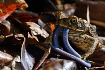 Cane toad (Rhinella marina) eating Bearded caecilia (Caecilia tentaculata) French Guiana