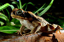 Cane toad (Rhinella marina) French Guiana.
