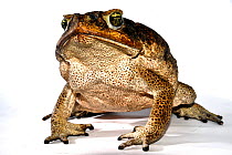 Cane toad (Rhinella marina) French Guiana. Taken in field studio with white background.
