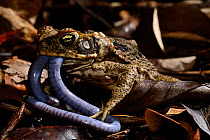 Cane toad (Rhinella marina) eating Bearded caecilia (Caecilia tentaculata) French Guiana
