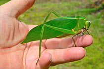Green Leaf Katytid (Steirodon sp) held in hand, Montagne de Kaw, French Guiana