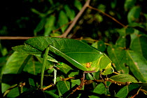 Leaf Katytid (Steirodon sp) Montagne de Kaw, French Guiana
