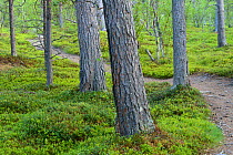 Footpath winding between Scots pine (Pinus sylvestris) trunks, old growth pine forest, Saltoluokta area, Greater Laponia Rewilding Area, Lapland, Norrbotten, Sweden, June.